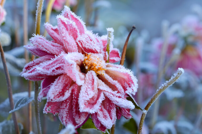 Blumen 286