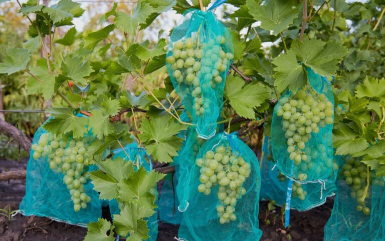 Захист виноградиків