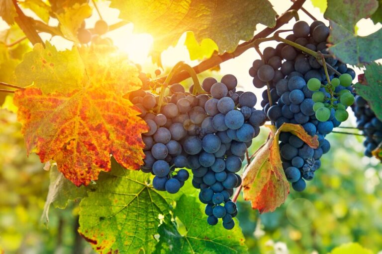 Органічний захист винограду